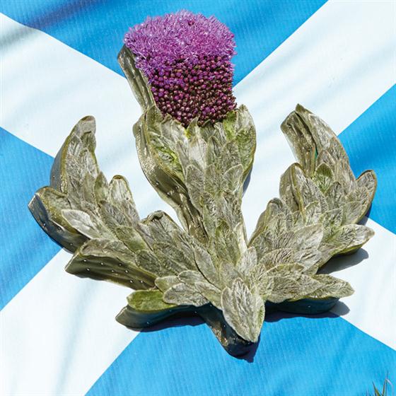 Scottish Thistle Tribute