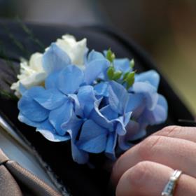 fwthumbBluehydrangeaBH.jpg