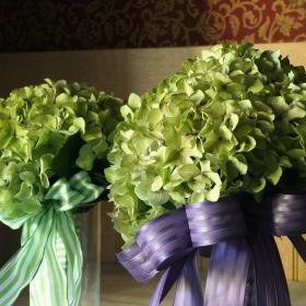fwthumbGreenHydrangeaHT.jpg